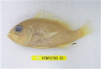 藏品(斑花鱸臀斑月)的圖片